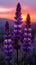 Oregon\\\'s Royal Sunset: Captivating Purple Flowers and Princess C