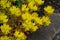 oregon stonecrop blossom with a bee