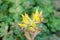 Oregon stonecrop Sedum oreganum, flowers