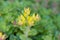 Oregon stonecrop Sedum oreganum, yellow buds