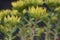 Oregon stonecrop, Sedum oreganum, yellow flowers