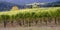 Oregon vineyard panorama