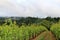 Oregon Vineyard in Spring