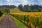 Oregon Vineyard in Willamette Valley