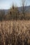 Oregon Wetlands Autumn Cat Tails