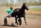 Orel, Russia - April 30, 2017: Harness racing. Brown horse running fast with a sulky