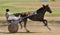 Orel, Russia - April 30, 2017: Harness racing. Sorrel racing horse pulling a sulky