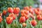 Orenge tulip flowers in the garden