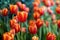 Orenge tulip flowers in the garden.Solf focus for background