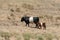 Oreo cookie cows, two colors