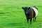 Oreo Cow in Green Pasture