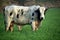 Oreo Cow in wheat farm