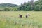 Oreo cows I believe Buelingo foraging and living in the beautiful rolling hills driftless amish area of Western Wisconsin