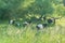 Oreo cows I believe Buelingo foraging and living in the beautiful rolling hills driftless amish area of Western Wisconsin