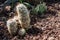 Oreocereus Cactus Plant