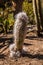 Oreocereus Cactus Plant from the Andes