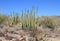 Organ Pipe Cacti in the Sonoran Desert Wilderness of Southern Arizona