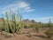 Organ pipe cactus