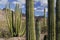 Organ Pipe Cactus