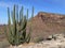 Organ Pipe Cactus