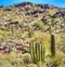 Organ Pipe Cactus