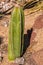 Organ Pipe Cactus in Desert Garden