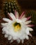 Organ pipe cactus flower