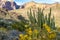 Organ Pipe Cactus National Monument in southern Arizona, with wildflowers, looking out to the Diablo Mountains from Ajo Mountain