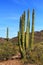 Organ Pipe Cactus in Organ Pipe Cactus National Monument