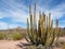 Organ Pipe Cactus in Organ Pipe Cactus National Park