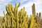 Organ Pipe Cactus Saguaro Desert Arizona