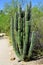 The Organ Pipe Cactus Stenocereus thurberi