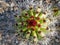 Organ pipe cactus Stenocereus thurberi column tip