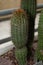 Organ pipe cactus or Stenocereus Thurberi plant in Saint Gallen in Switzerland