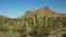 Organ pipe cactus and twin peak in arizona