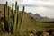 Organ Pipe National Monument