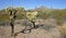 Organ pipe national park, Arizona - cholla cactus garden