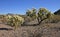 Organ pipe national park, Arizona - cholla cactus garden, Cylindropuntia bigelovii