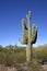 Organ pipe national park, Arizona - group of large cacti against a blue sky