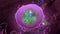 Organelles inside Eukaryote, focus on lysosome
