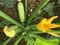 Organgic summer squash growing in the field