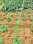 Organgic vegetable field in spring