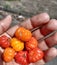 Organi in the palm of the hand some tasty small pitanga fruits typical in tropical country, which has a wonderful glow of red and