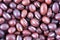 Organic Adzuki beans close view