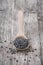 Organic adzuki beans on a wooden spoon