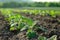 Organic agriculture plant featuring a beautiful ripe strawberry in a lush green field