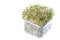 Organic Alfalfa Sprouts