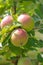 Organic apple tree with fruit at the orchard in Austria, Europe.