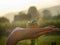 Organic apple in women palm on the shiny day, village background