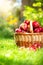 Organic Apples in the Basket. Orchard